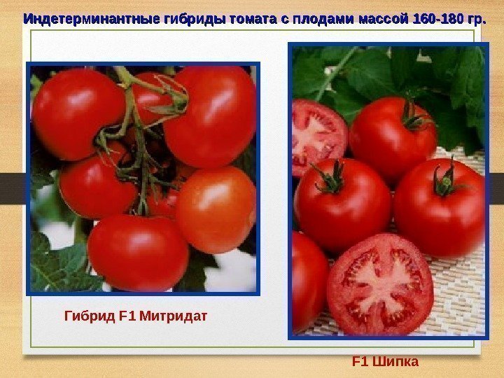Индетерминантные гибриды томата с плодами массой 160 -180 гр. Гибрид F 1 Митридат 