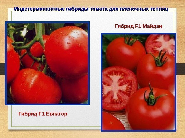Индетерминантные гибриды томата для пленочных теплиц  Гибрид F 1 Евпатор  Гибрид F