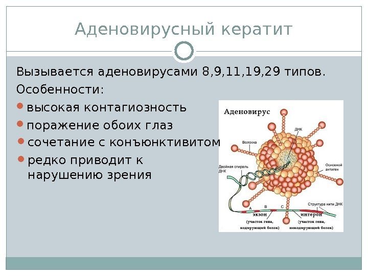 Аденовирусный кератит Вызывается аденовирусами 8, 9, 11, 19, 29 типов. Особенности:  высокая контагиозность