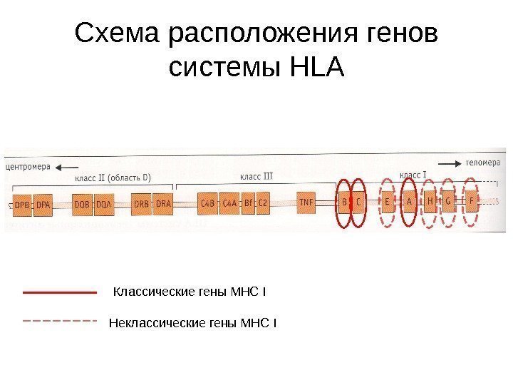 Схема расположения генов системы HLA Классические гены MHC I Неклассические гены MHC I 