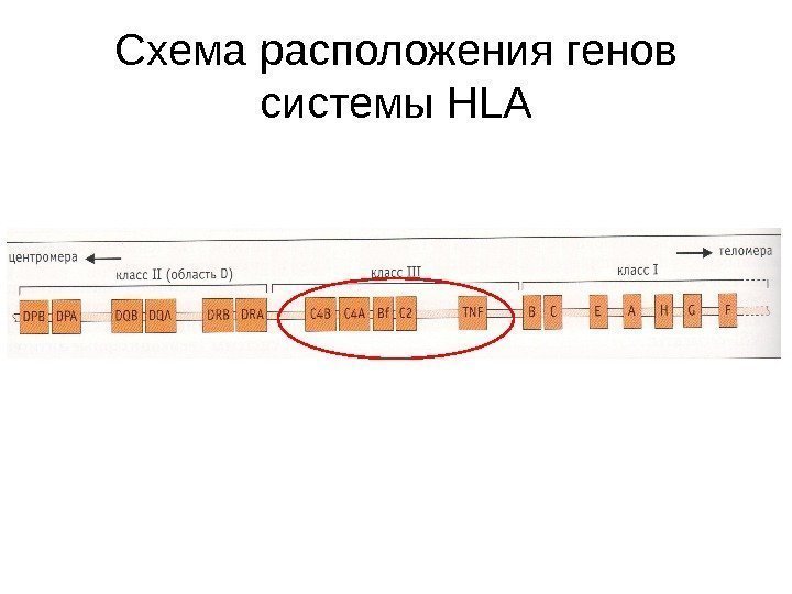 Схема расположения генов системы HLA 