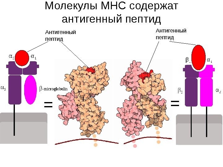 = =Антигенный пептид. Молекулы MHC содержат антигенный пептид 
