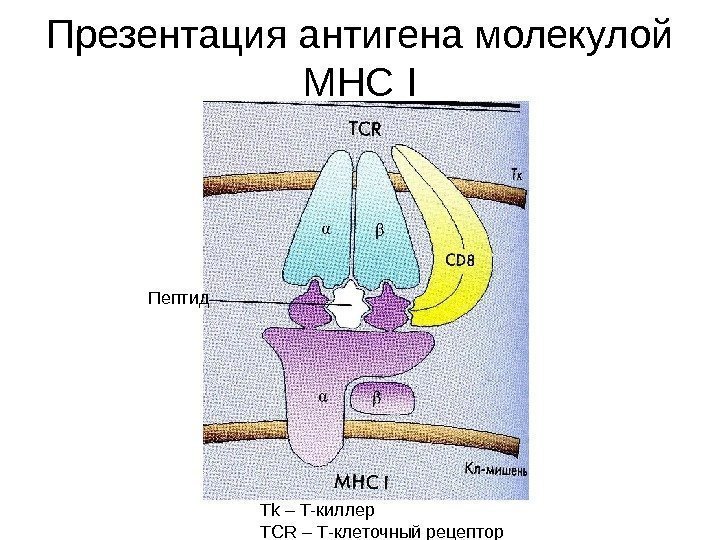 =Пептид Tk – T- киллер TCR – T -клеточный рецептор. Презентация антигена молекулой MHC