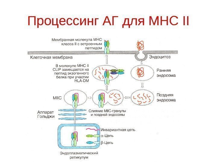 Процессинг АГ для MHC II 