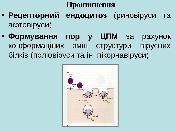   • Рецепторний ендоцитоз  (риновіруси та афтовіруси) • Формування пор у ЦПМ