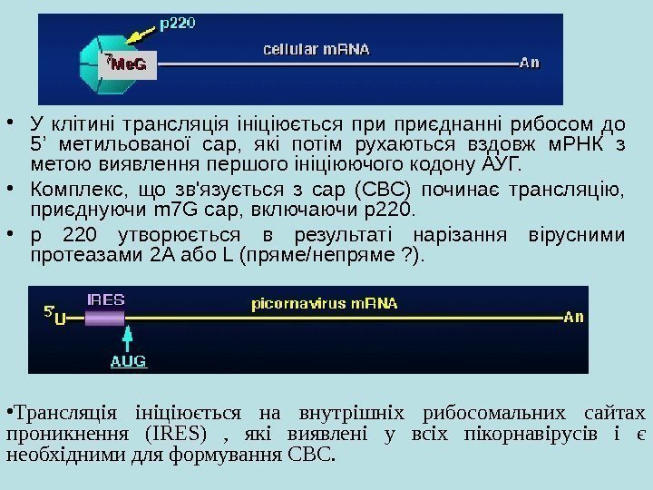   • У клітині трансляція ініціюється приєднанні рибосом до 5 ’  метильованої