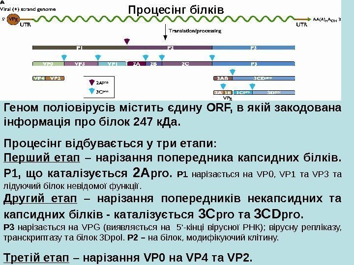   Процесінг білків Геном поліовірусів містить єдину ORF,  в якій закодована інформація