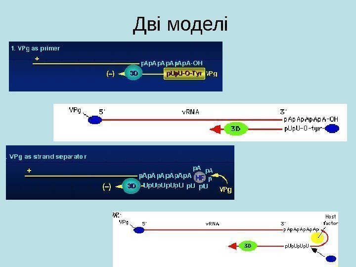   Дві моделі 