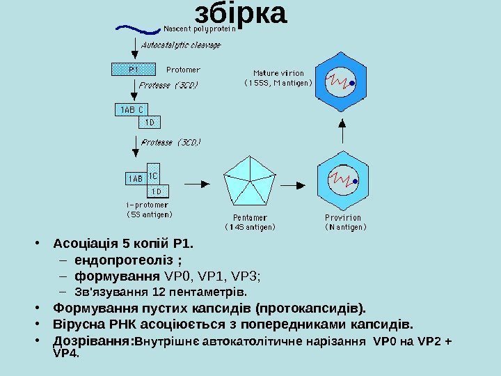   збірка  • Асоціація 5 копій P 1.  – ендопротеоліз 