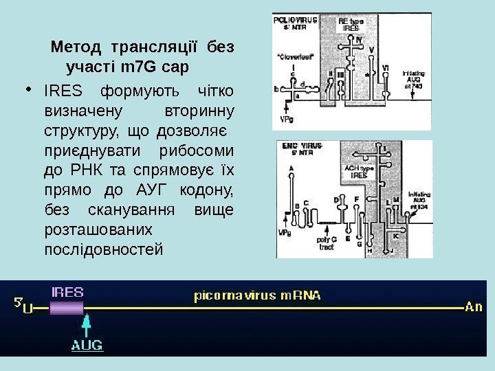   Метод трансляції без участі m 7 G cap • IRES формують чітко