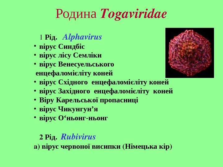   Родина Togaviridae 1  Рід. Alphavirus • вірус Синдбіс • вірус лісу