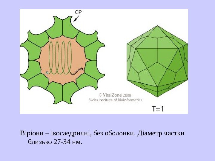   Віріони – ікосаедричні, без оболонки. Діаметр ч а стки близько 27 -34