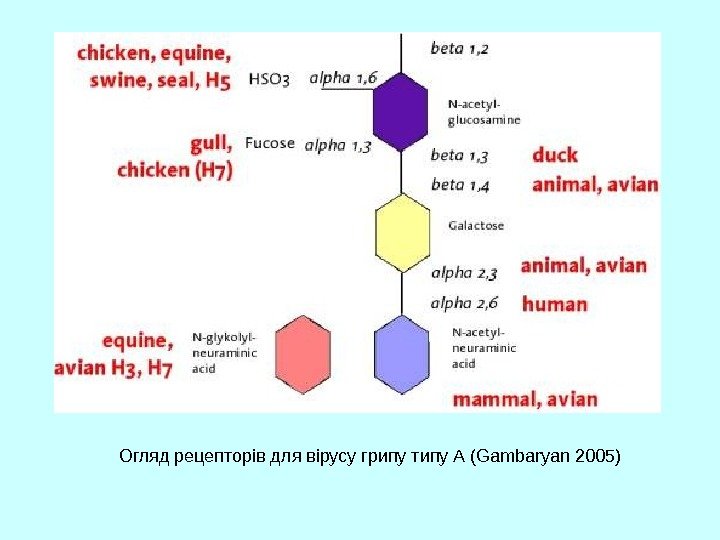   Огляд рецепторів для вірусу грипу типу А (Gambaryan 2005) 