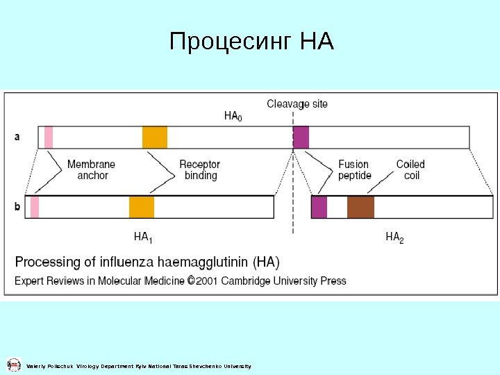   Процесинг НА Valeriy Polischuk Virology Department Kyiv National Taras Shevchenko University 