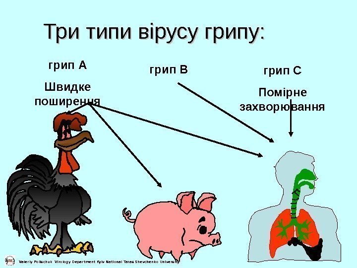   Три типи вірусу грипу : :  грип A Швидке поширення грип