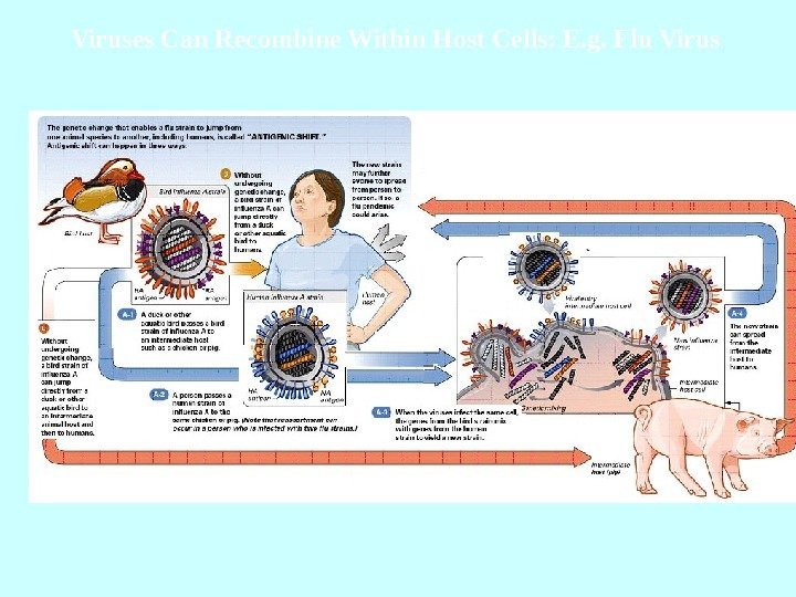   Viruses Can Recombine Within Host Cells: E. g. Flu Virus 