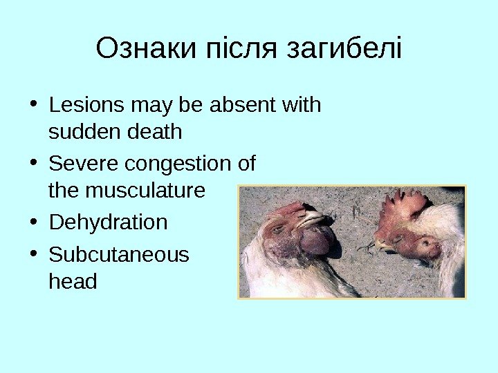   Ознаки після загибелі • Lesions may be absent with sudden death •
