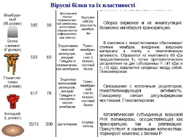   Вірусні білки та їх властивості 