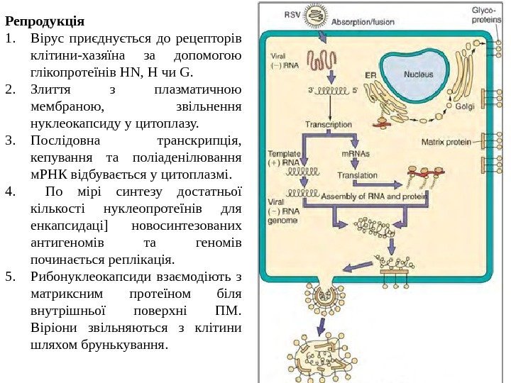   Репродукція 1. Вірус приєднується до рецепторів клітини-хазяїна за допомогою глікопротеїнів HN, H