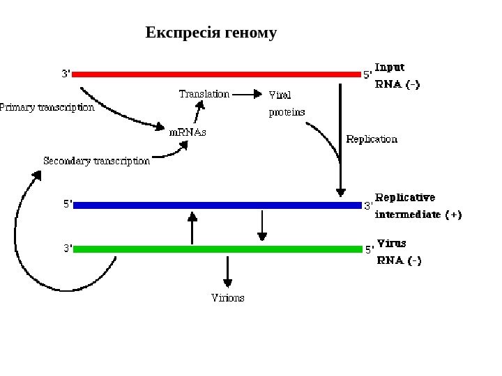   Експресія геному 