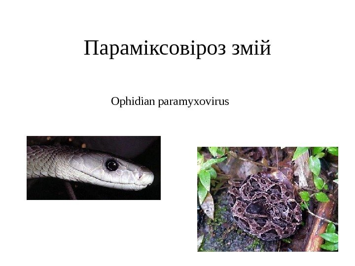   Параміксовіроз змій Ophidian paramyxovirus 
