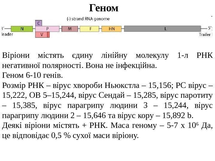   Геном Віріони містять єдину лінійну молекулу 1 -л РНК  негативної полярності.