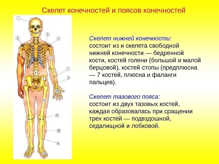 Скелет нижней конечности: состоит из и скелета свободной нижней конечности — бедренной кости, костей