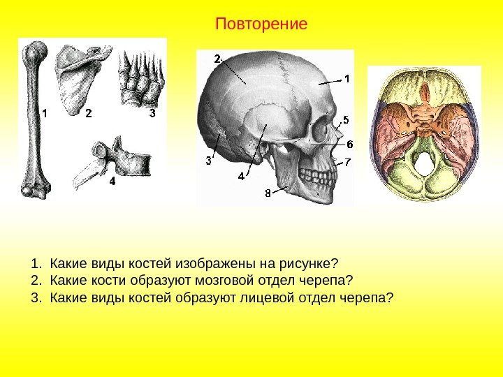 1. Какие виды костей изображены на рисунке? 2. Какие кости образуют мозговой отдел черепа?
