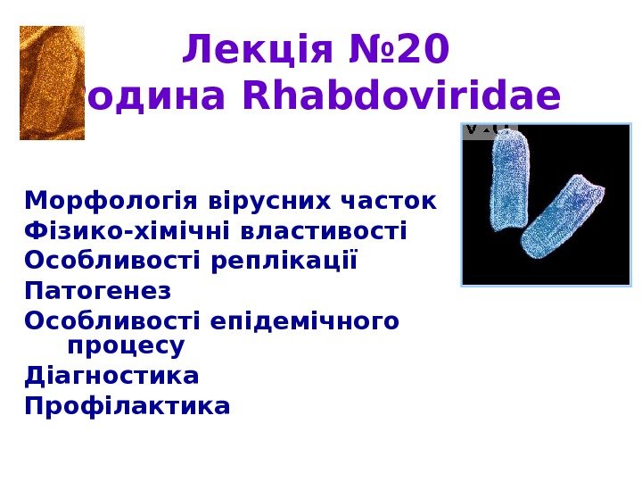   Лекція № 20 Родина Rhabdoviridae  Морфологія вірусних часток Фізико-хімічні властивості Особливості