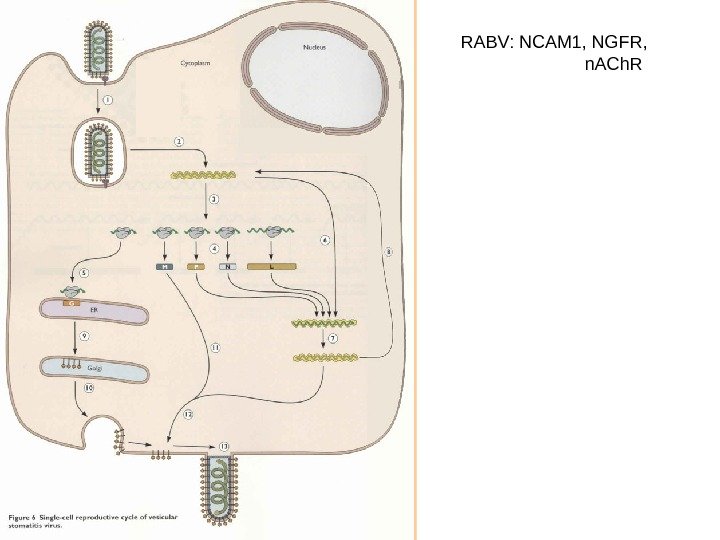   RABV: NCAM 1, NGFR,  n. ACh. R 