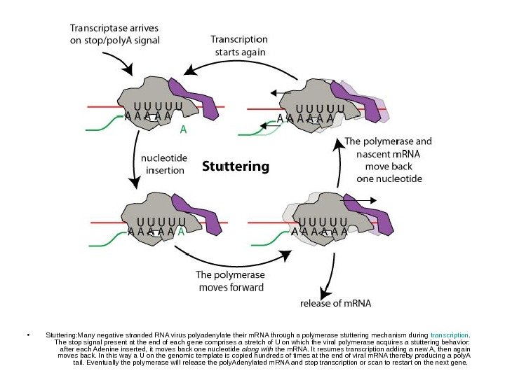   • Stuttering: Many negative stranded RNA virus polyadenylate their m. RNA through