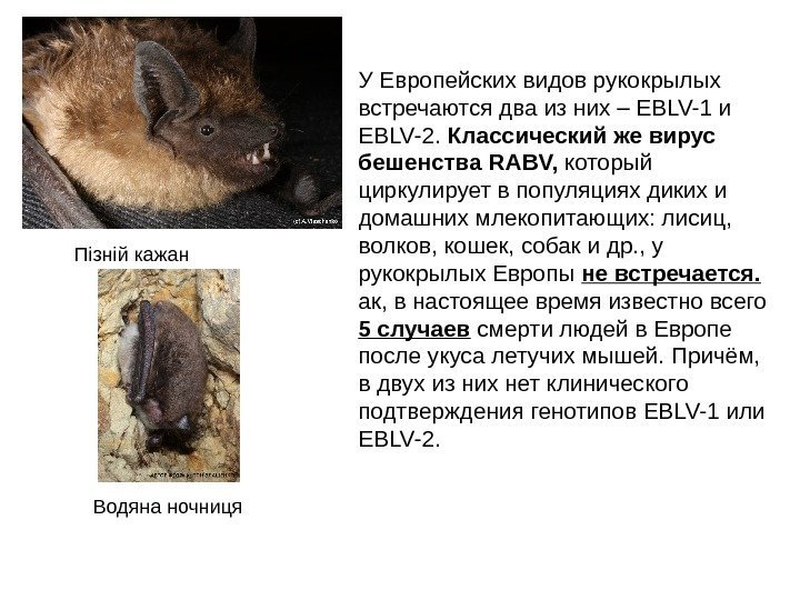  • У Европейских видов рукокрылых встречаются два из них – EBLV-1 и