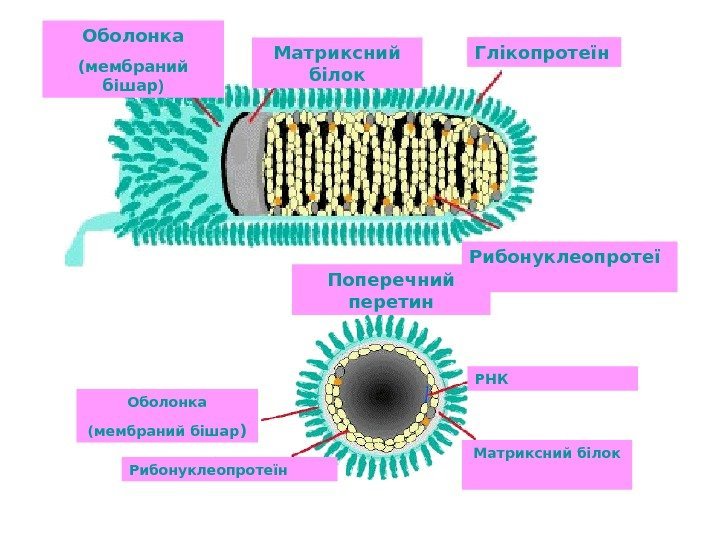   Оболонка (мембраний бішар ) Матриксний білок Глікопротеїн Рибонуклеопротеї н  Поперечний перетин