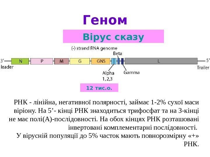   Геном Вірус сказу 12 тис. о. РНК - лінійна, негативної полярності, займає