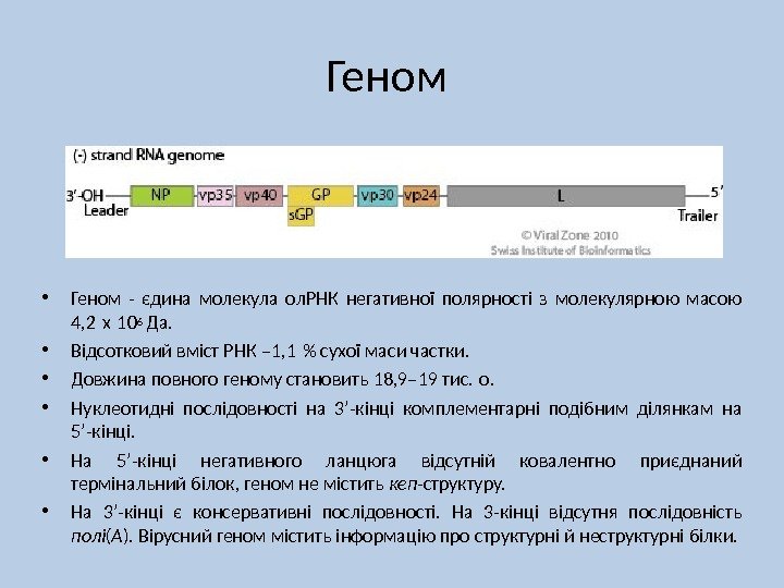Геном  • Геном - єдина молекула ол. РНК негативної полярності з молекулярною масою