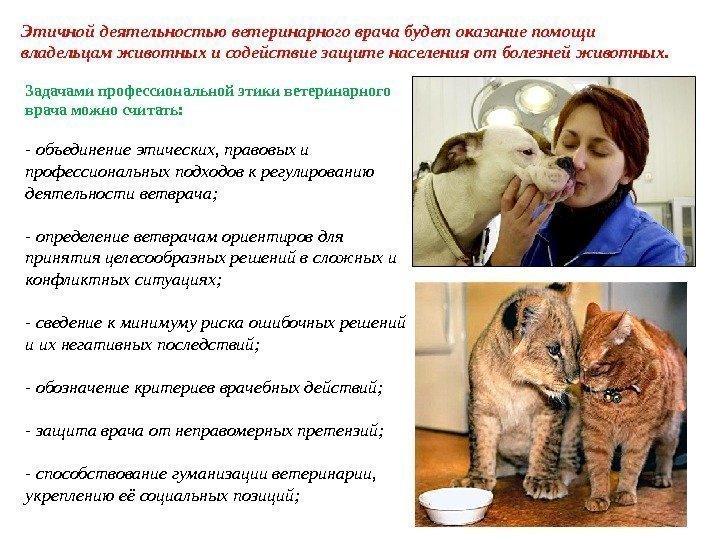 Этичной деятельностью ветеринарного врача будет оказание помощи владельцам животных и содействие защите населения от
