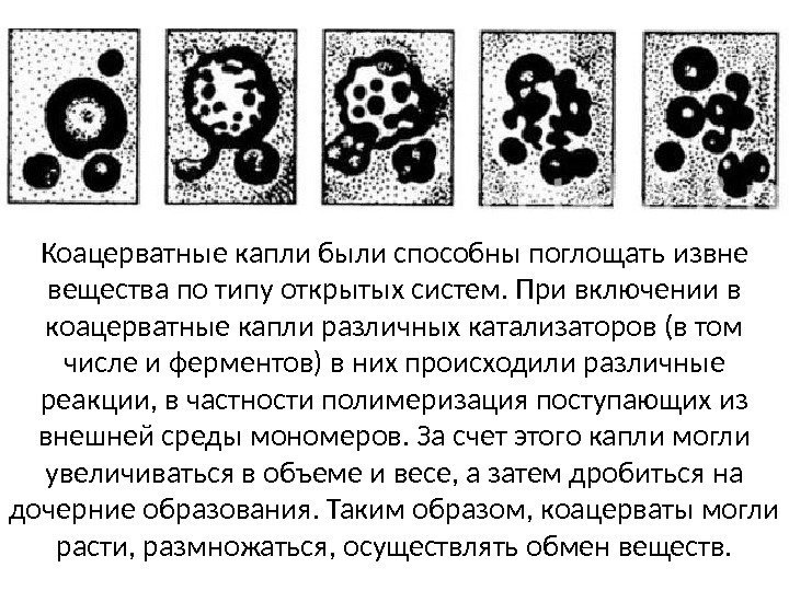 Коацерватные капли были способны поглощать извне вещества по типу открытых систем. При включении в