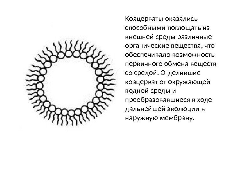 Коацерваты оказались способными поглощать из внешней среды различные органические вещества, что обеспечивало возможность первичного