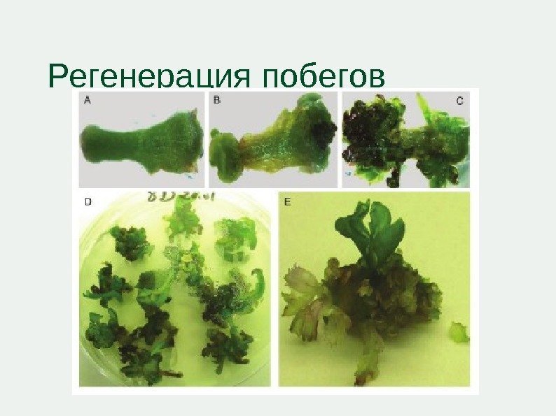 Регенерация побегов 