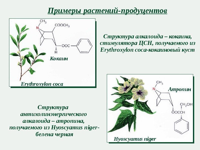 Примеры растений-продуцентов Структура алкалоида – кокаина,  стимулятора ЦСН, получаемого из Erythroxylon coca -кокаиновый
