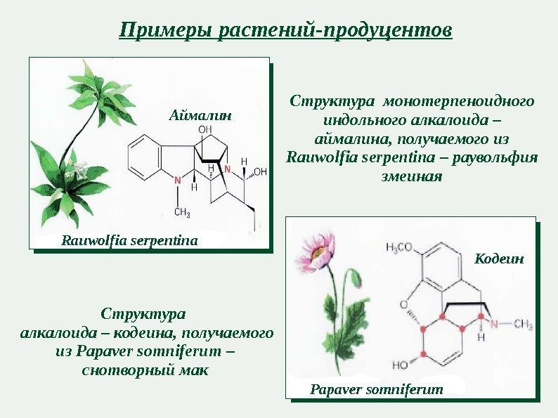 Примеры растений-продуцентов А й малин Rauwolfia serpentina Papaver somniferum Кодеин. Структура монотерпеноидного индольного алкалоида