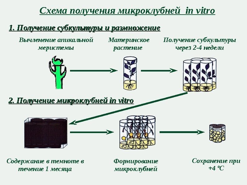 Схема получения микроклубней in vitro Материнское растение Получение субкультуры через 2 -4 недели 1.