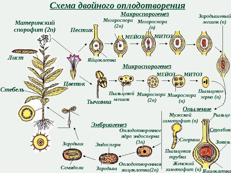 Схема двойного оплодотворения Материнский спорофит (2 n) Стебель Лист Цветок Макроспорогенез Микроспорогенез. Яйцеклетка. Пестик