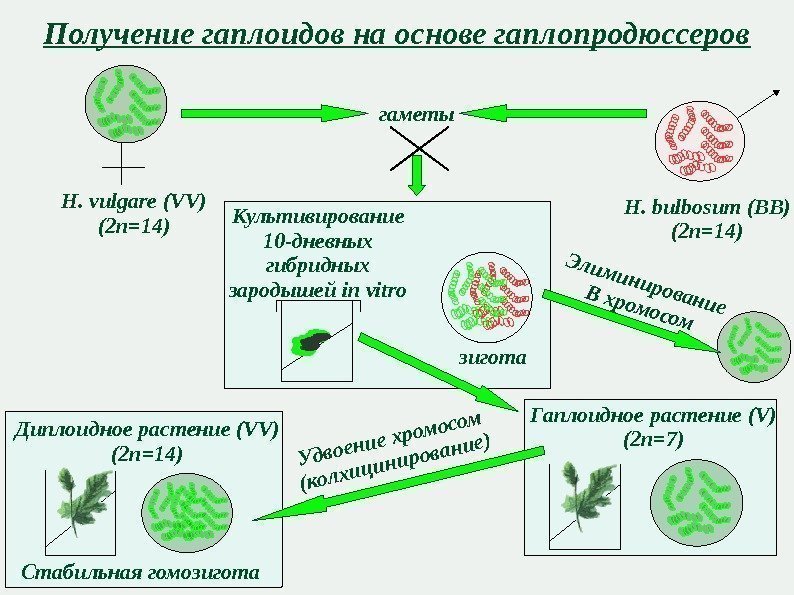 Получение гаплоидов на основе гаплопродюссеров H. vulgare (VV) (2 n=14) H. bulbosum (BB) (2