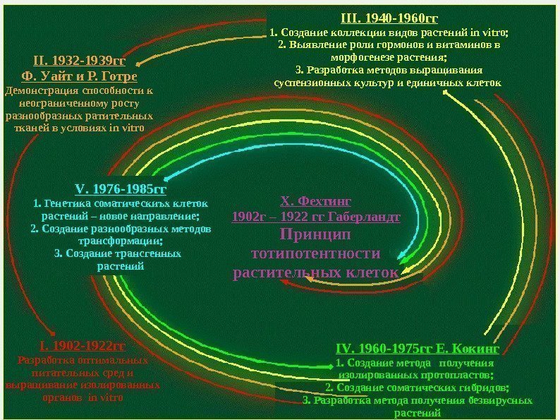 Х. Фехтинг 1902 г – 1922 гг Габерландт Принцип тотипотентности растительных клеток I. 