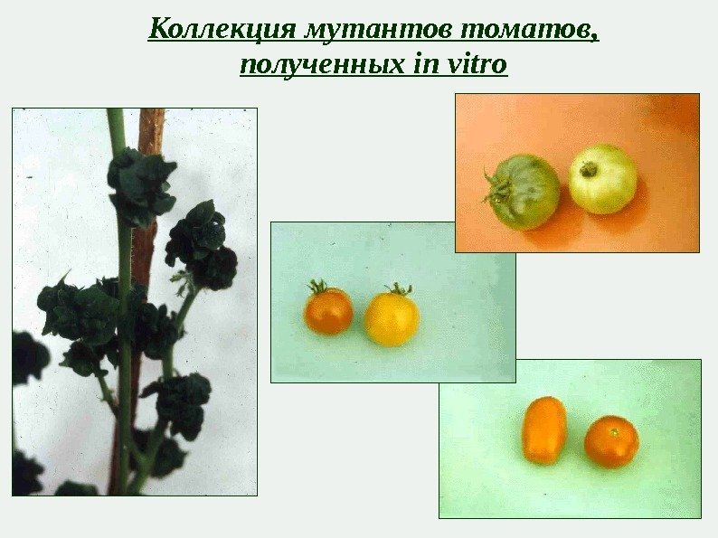 Коллекция мутантов томатов,  полученных in vitro 
