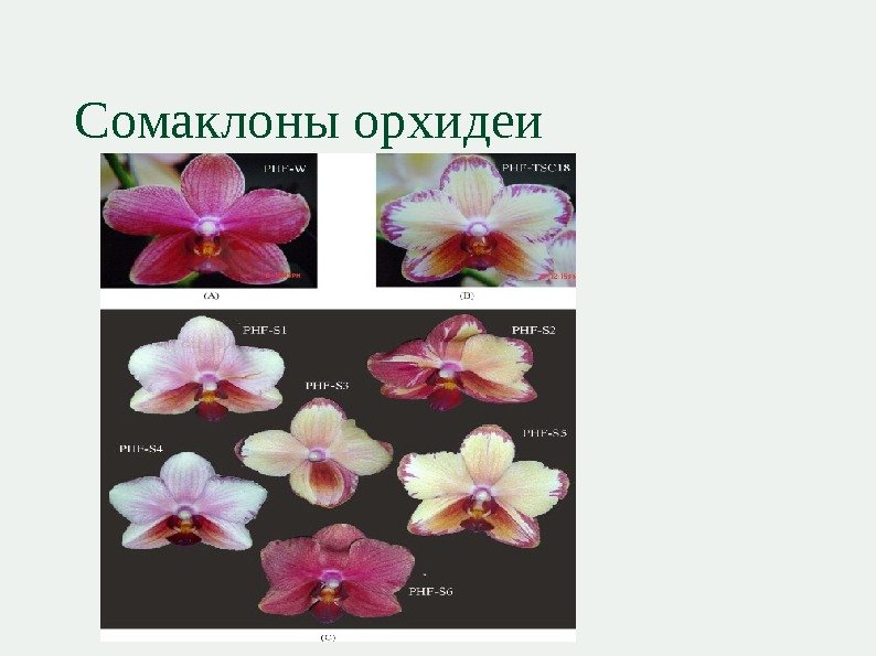 Сомаклоны орхидеи 