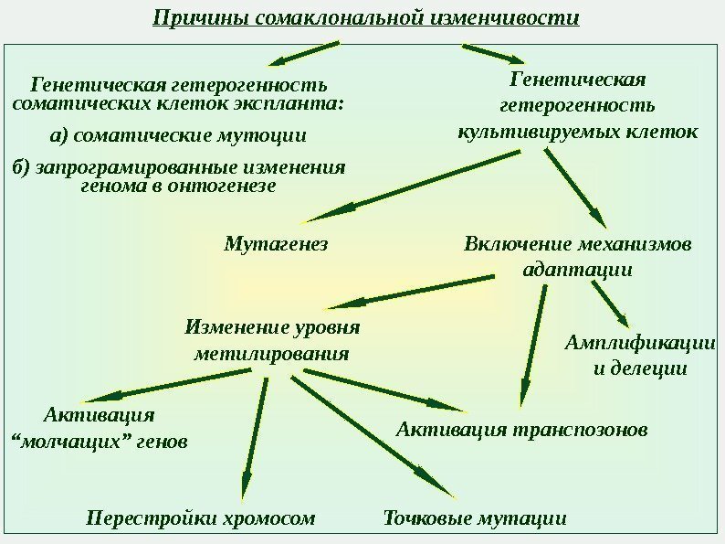 Причины сомаклональной изменчивости Генетическая гетерогенность культивируемых клеток. Генетическая гетерогенность соматических клеток экспланта : а)