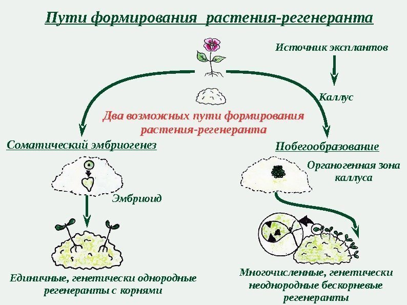 Пути формирования  растения-регенеранта Соматический эмбриогенез Единичные, генетически однородные регенеранты с корнями Источник эксплантов