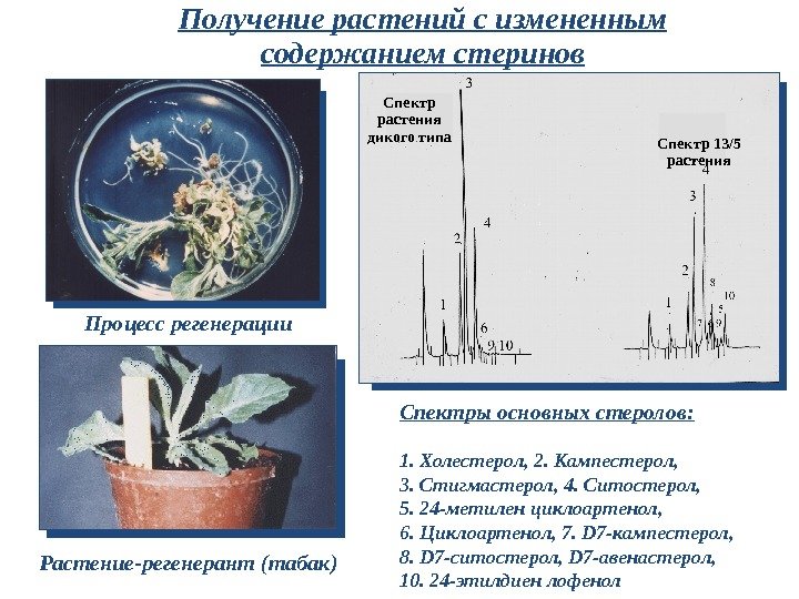 Получение растений с измененным содержанием стеринов Процесс регенерации Растение-регенерант (табак) Спектры основных стеролов: 1.